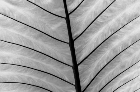 closeup Leaf of Giant Alocasia or Giant Taro or Elephant Ear Taro
