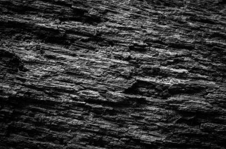 Old Wood Tree Background and Texture Patternの写真素材
