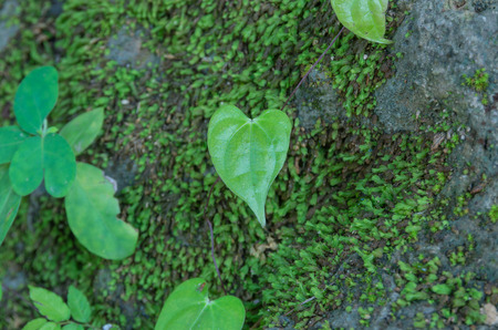 Heart shaped leafの写真素材
