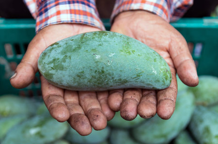 mango on hand gardenerの写真素材