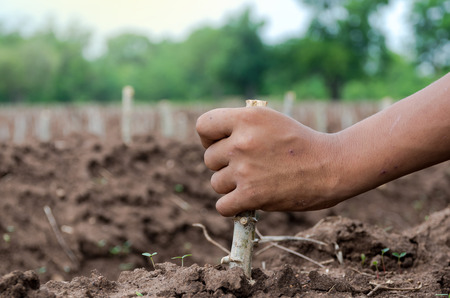 hand holding to Plant cassava in the fieldの写真素材