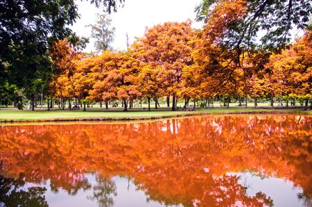 beautiful tree with a reflection in the parkの写真素材