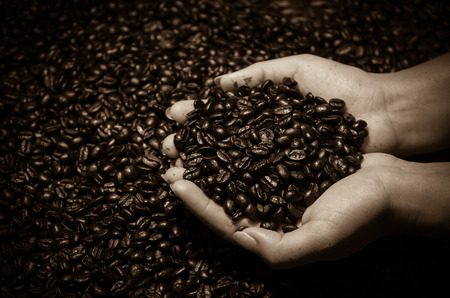 Coffee bean on hands, still life studio, dark light toneの写真素材