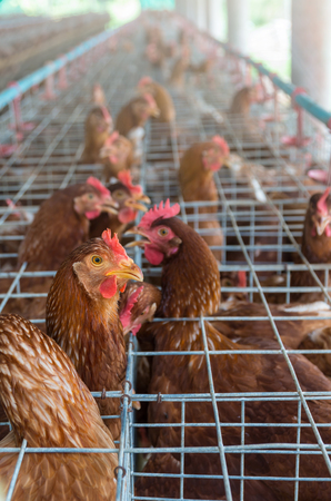 egg chicken farmの写真素材