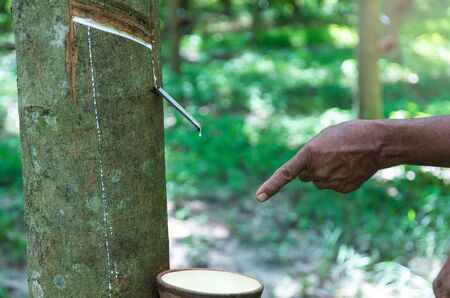 forefinger point the Tapping latex from a rubber treeの写真素材