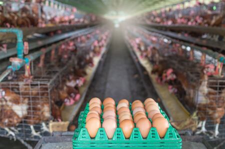 egg chicken farmの写真素材