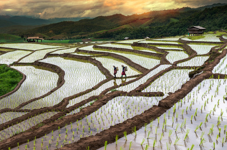 CHIANG MAI, THAILAND - JULY 18, 2015: Unidentified Mountaineer are walking on the ridge between planting rice on July 18 in Bann Pa Bong Pieng rice terraced field, Mae Chaem, Chiang Mai province, Thailandのeditorial素材