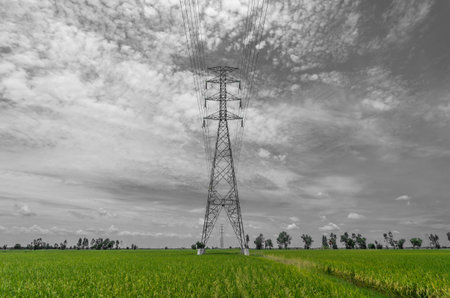 electricity post over green rice field with gray color tone skyの写真素材