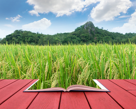 conceptual book image of Rice field with mountain background under blue sky with cloudの写真素材