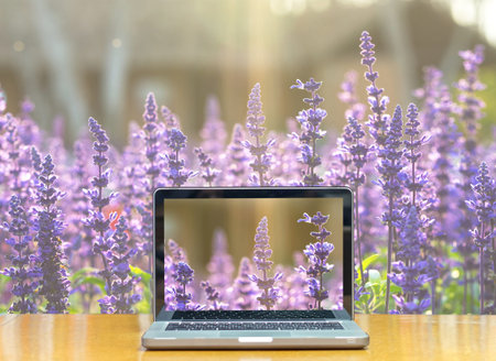 Conceptual image of a computer laptop on Blue Salia field when sunset with light rayの写真素材
