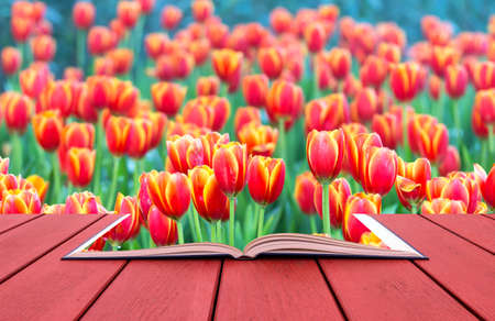 Open book image of Red beautiful tulips field on morningの写真素材