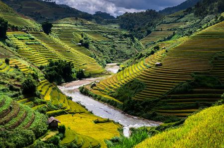 Rice fields on terraced of Mu Cang Chai District, YenBai province, Northwest Vietnamの写真素材