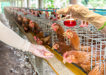 egg chicken farm with Chemical Laboratory, Hand holding the tube with test flask