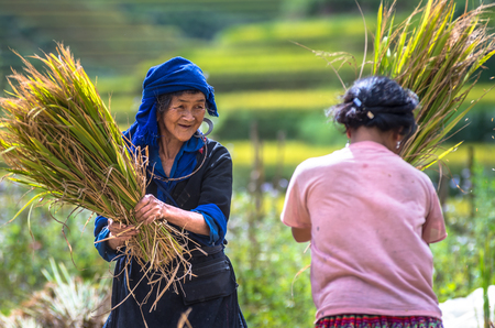 MU CANG CHAI - SEPTEMBER 24 : Undefined Vietnamese H'Mong farmers harvesting rice in terrace field at Mu cang chai on september 24, yenbai province, vietnam MU CANG CHAI - SEPTEMBER 24 : Undefined Vietnamese H'Mong farmers harvesting rice in terrace field at Mu cang chai on september 24, yenbai province, vietnam