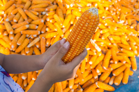 Children hand holding corn over the stack of corn after harvestedの写真素材