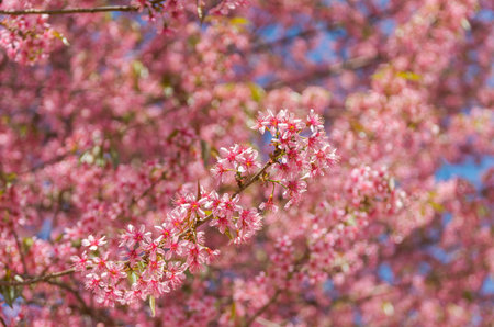 Beautiful Pink Sakura on blue sky