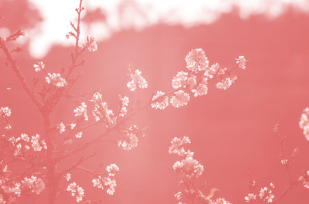 soft focus white Sakura red color tone