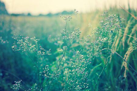 Flowers grass on the rice field and mountain blurred background with sunset, vintage color toneの写真素材