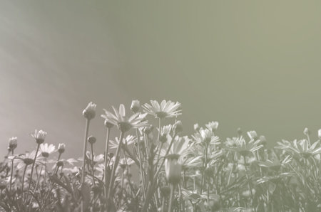 Flowers grass under blue sky, vintage color toneの写真素材