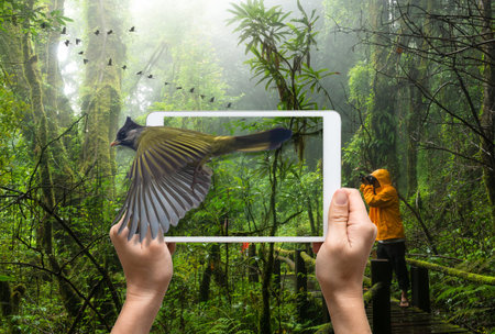 female hands holding a tablet take picture Crested Finchbill on Traveller taking photo at Beautiful...