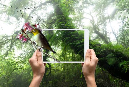 female hands holding a tablet take picture Oriental White-eye bird on Beautiful rain forest background, 3d conceptの写真素材