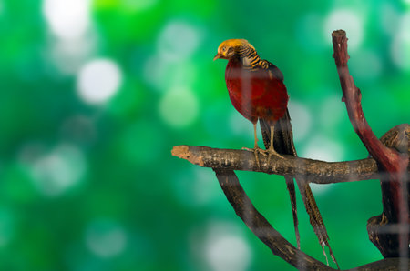 golden pheasant
