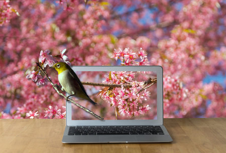 Laptop on the wooden table showing the Oriental White-eye bird on sakura tree background, 3d conceptの写真素材