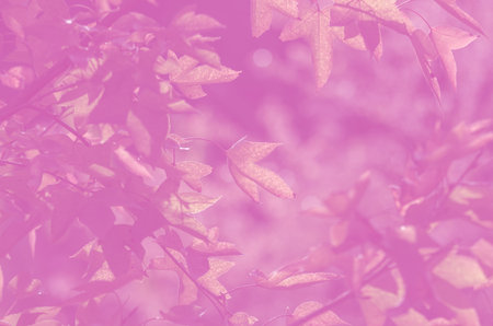 maple leafs pink tone colorの写真素材