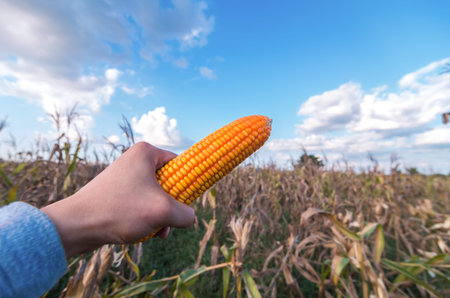 Hand holding corn over the corn farmの写真素材