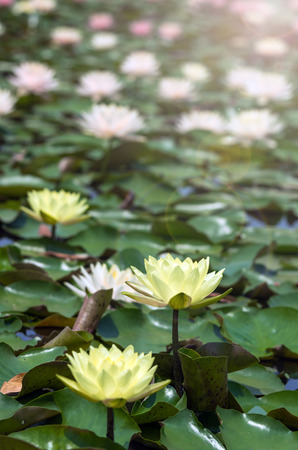 Beautiful Lotus flower, Pink Water Lilyの写真素材