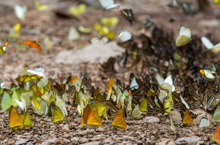 Many species of Multi-colored butterflyの写真素材