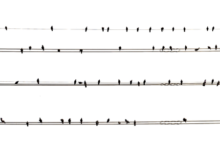 Pigeons on the electrical wires isolated on a white backgroundの写真素材