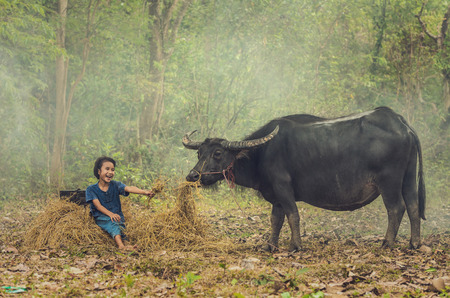 Asian girl feeding grass to the buffalo at countryside, Countryside Lifestyle concept, Vintage color toneの写真素材