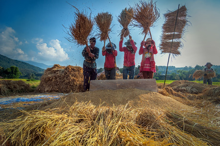 NAN, THAILAND - OCTOBER 22, 2016 - Unidentified farmers gather and cooperate to do traditional rice threshing on October 22, 2016 at Nan province, Thailand.のeditorial素材