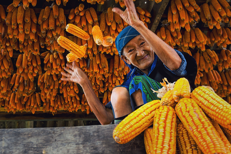YENBAI - SEP 20 : Undefined Vietnamese Hmong Old Woman are throwing the corn in the house of corn storage on september 20, 2017 at mu cang chai district,Yenbai province, northwest of Vietnam.のeditorial素材