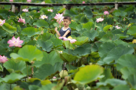 Vietnamese boy playing with the pink lotus over the traditional wooden boat in the big lake at thap muoi, dong thap province, vietnam, culture and life conceptの写真素材