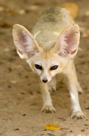 Fennec foxの写真素材