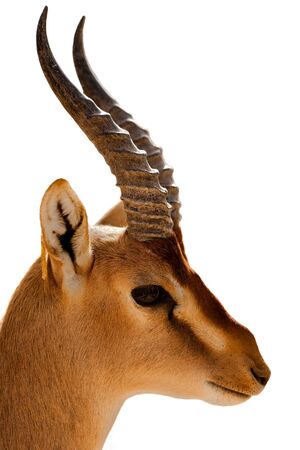Nubian Ibexの写真素材