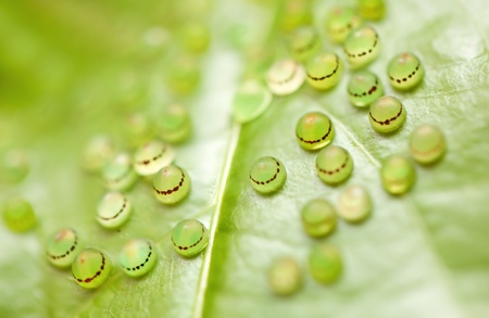 blue morpho butterfly eggsの写真素材