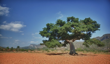 view of the Vinales valley in Cubaの写真素材