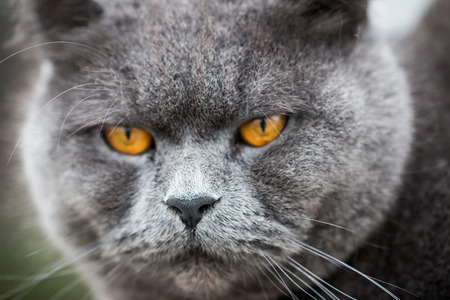 Burly British Shorthair Catの写真素材