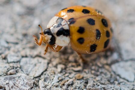 Orange ladybug with black dots cleaning its legの写真素材