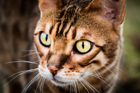 Portrait of a purebred Bengal catの写真素材