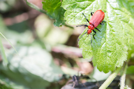 little bug on a leaf
