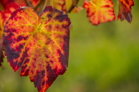 Isolated grape leaves in the sunlightの写真素材