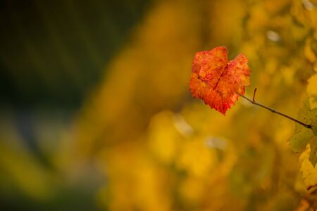 Isolated grape leaf creating a fall backgroundの写真素材