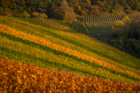 Colorful vineyards on a sunny fall afternoonの写真素材