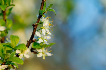 Blussom flowers