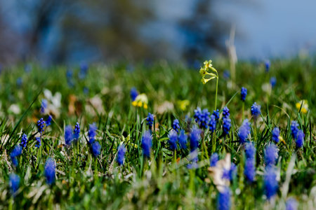 Muscari neglectum flowers