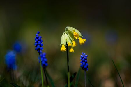 Muscari neglectum flowersの写真素材
